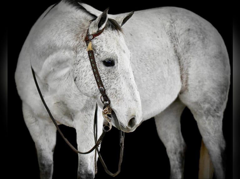 American Quarter Horse Castrone 9 Anni 150 cm Grigio in Clarion, PA