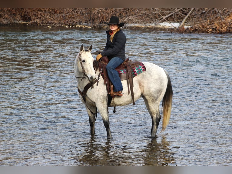 American Quarter Horse Castrone 9 Anni 150 cm Grigio in Clarion, PA