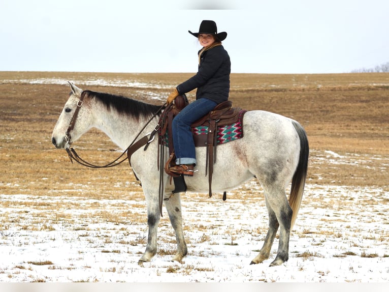 American Quarter Horse Castrone 9 Anni 150 cm Grigio in Clarion, PA