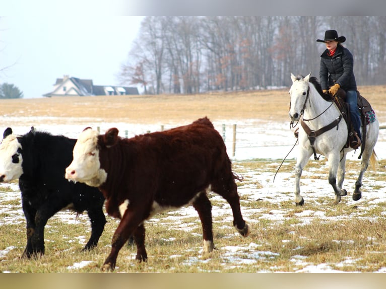 American Quarter Horse Castrone 9 Anni 150 cm Grigio in Clarion, PA