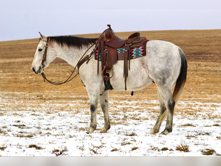 American Quarter Horse Castrone 9 Anni 150 cm Grigio in Clarion, PA