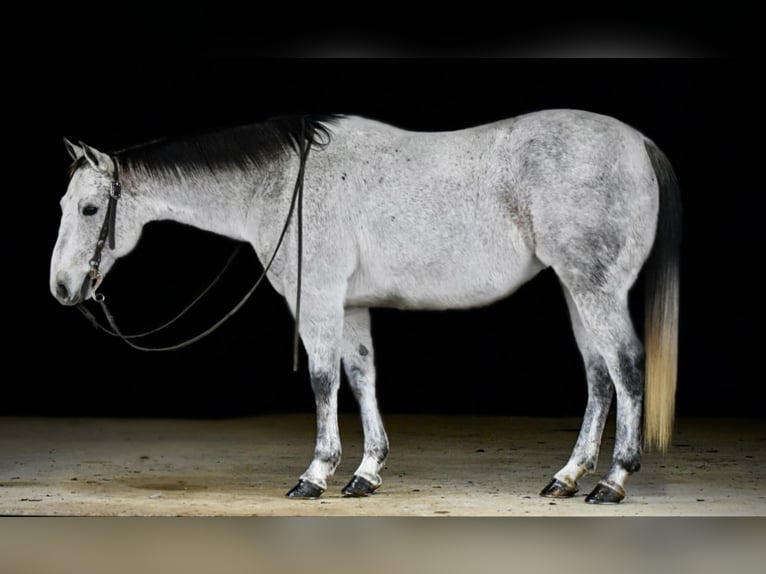 American Quarter Horse Castrone 9 Anni 150 cm Grigio in Clarion, PA