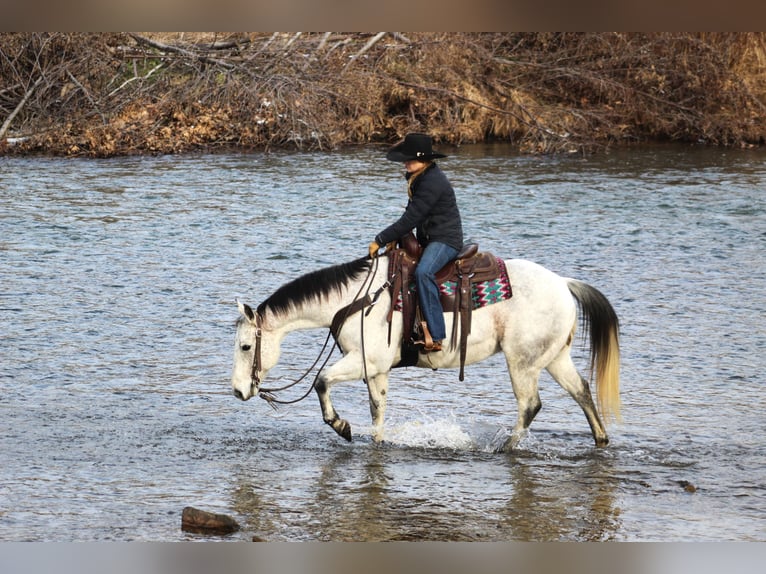 American Quarter Horse Castrone 9 Anni 150 cm Grigio in Clarion, PA