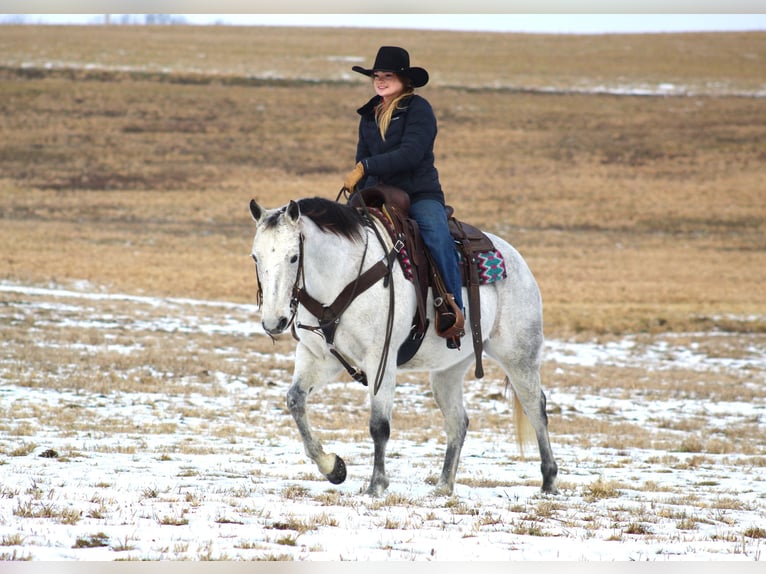 American Quarter Horse Castrone 9 Anni 150 cm Grigio in Clarion, PA