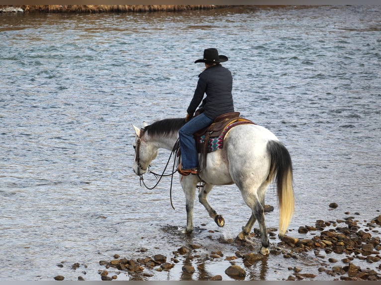 American Quarter Horse Castrone 9 Anni 150 cm Grigio in Clarion, PA