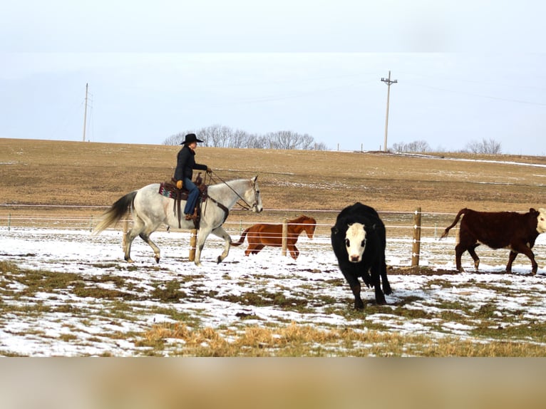 American Quarter Horse Castrone 9 Anni 150 cm Grigio in Clarion, PA