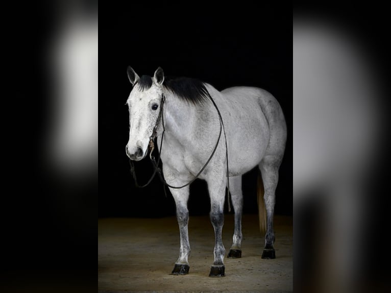 American Quarter Horse Castrone 9 Anni 150 cm Grigio in Clarion, PA