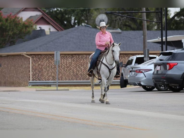 American Quarter Horse Castrone 9 Anni 150 cm Grigio in Joshua, TX