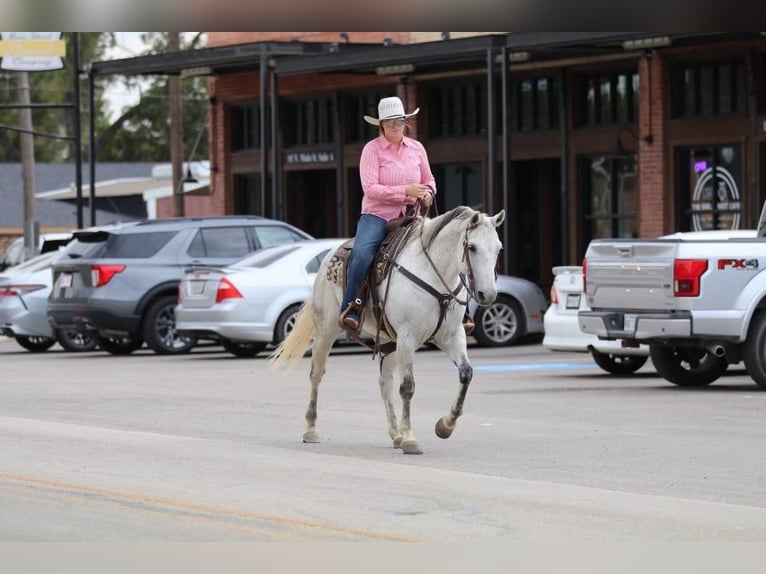 American Quarter Horse Castrone 9 Anni 150 cm Grigio in Joshua, TX