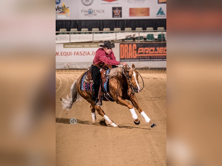 American Quarter Horse Castrone 9 Anni 150 cm Palomino in Eschenau