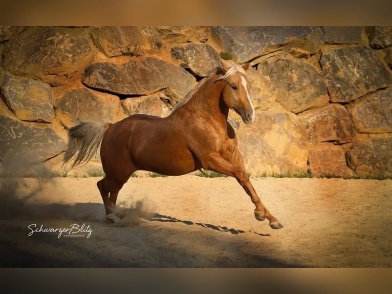 American Quarter Horse Castrone 9 Anni 150 cm Palomino in Eschenau