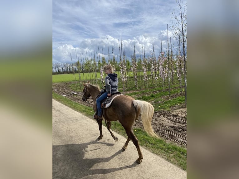 American Quarter Horse Castrone 9 Anni 150 cm Palomino in Nieuwrode