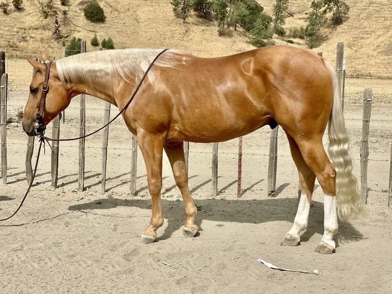 American Quarter Horse Castrone 9 Anni 150 cm Palomino in Paicines CA