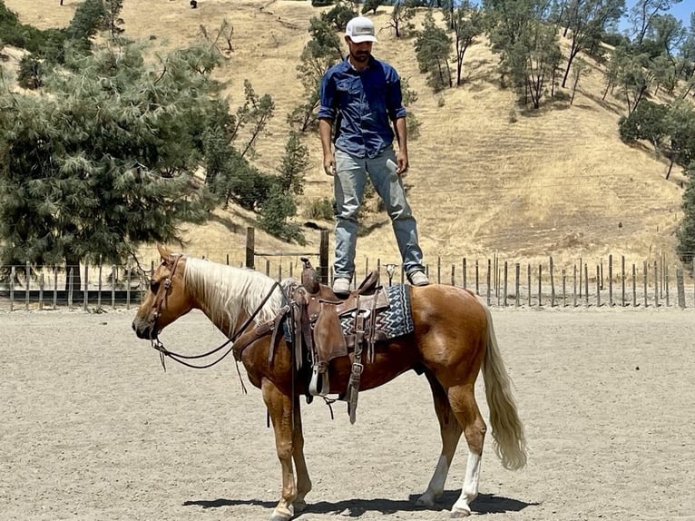 American Quarter Horse Castrone 9 Anni 150 cm Palomino in Paicines CA