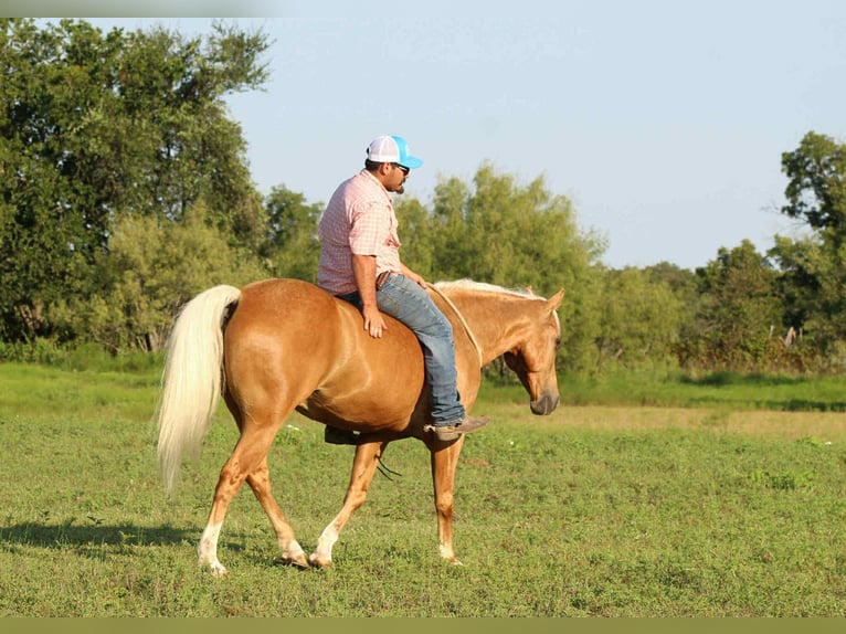 American Quarter Horse Castrone 9 Anni 150 cm Palomino in Stephenville TX