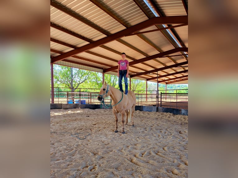 American Quarter Horse Castrone 9 Anni 150 cm Palomino in Rising Star TX