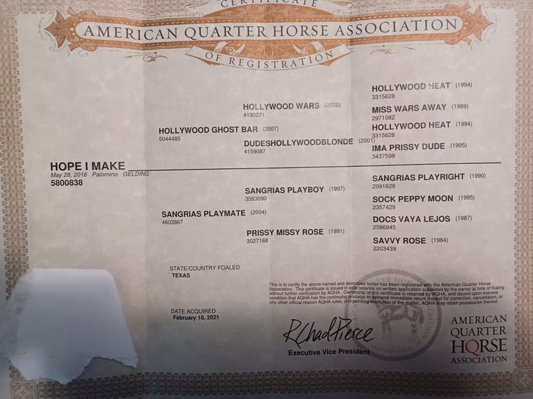 American Quarter Horse Castrone 9 Anni 150 cm Palomino in Rising Star TX