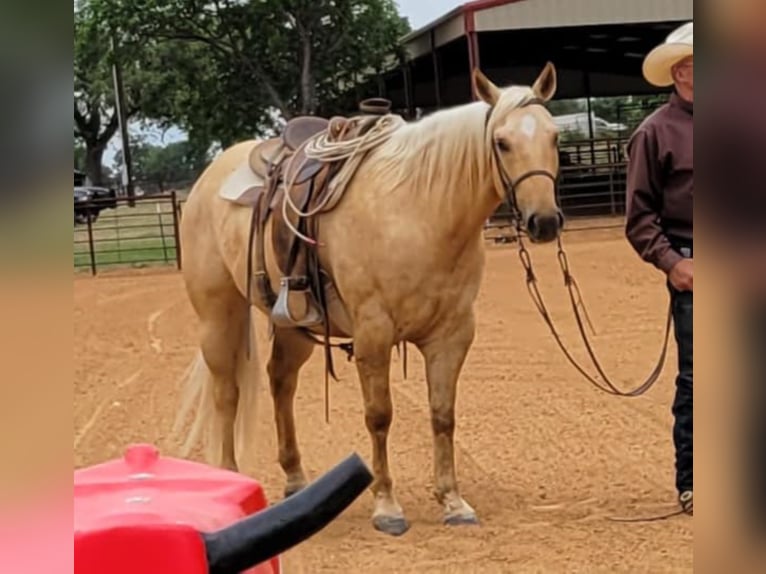 American Quarter Horse Castrone 9 Anni 150 cm Palomino in Rising Star TX