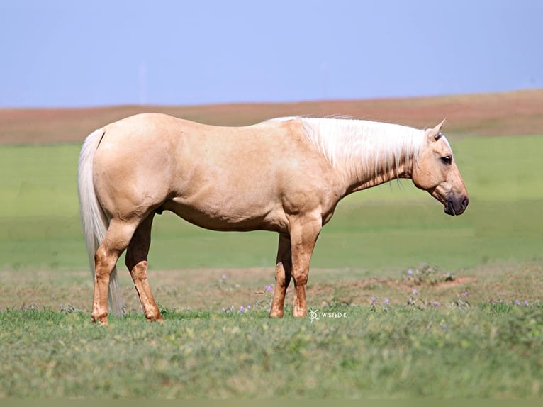 American Quarter Horse Castrone 9 Anni 150 cm Palomino in Rising Star TX