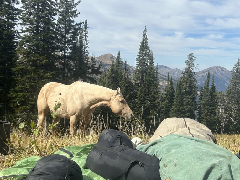 American Quarter Horse Castrone 9 Anni 150 cm Palomino in Meeteetse, WY