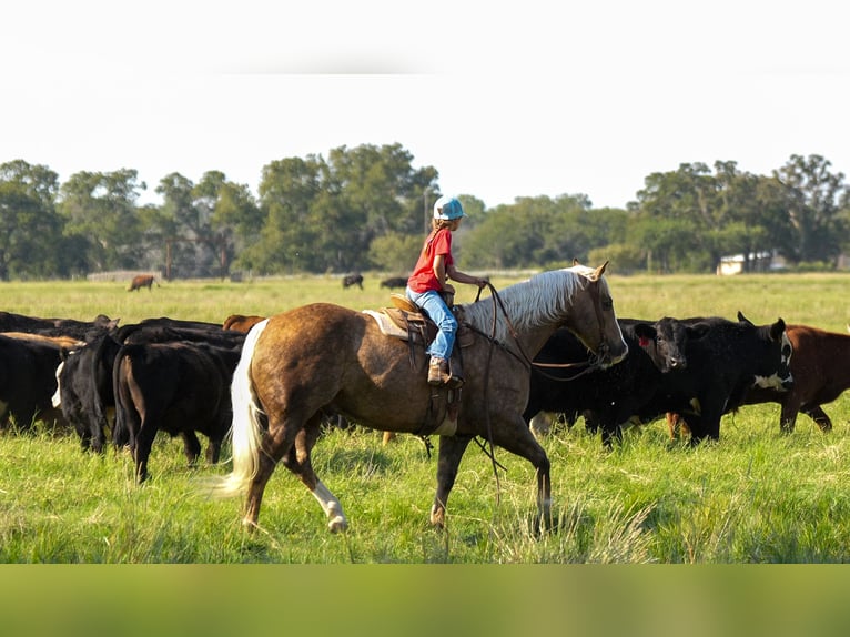 American Quarter Horse Castrone 9 Anni 150 cm Palomino in Weatherford, TX