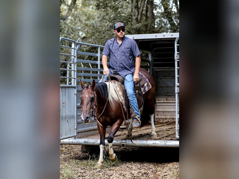 American Quarter Horse Castrone 9 Anni 150 cm in Santa Fe, TN