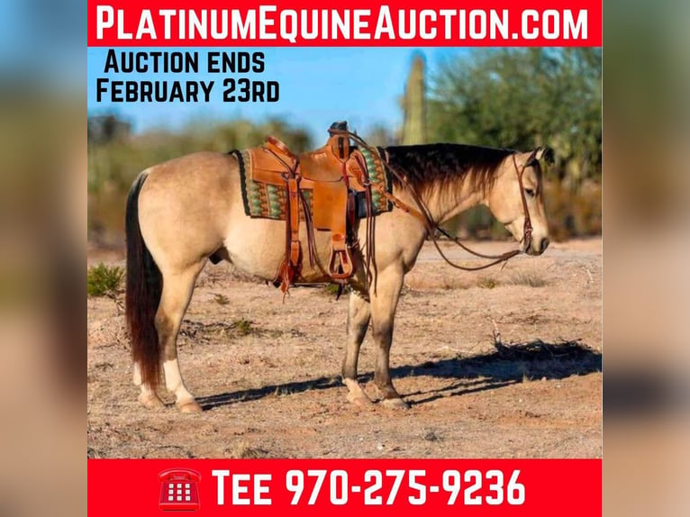 American Quarter Horse Castrone 9 Anni 150 cm Pelle di daino in Casa Grande AZ