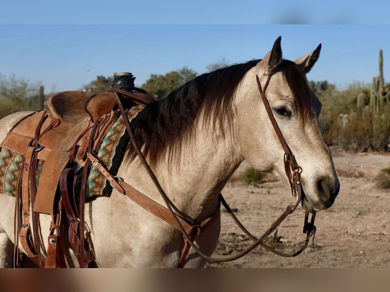 American Quarter Horse Castrone 9 Anni 150 cm Pelle di daino in Casa Grande AZ