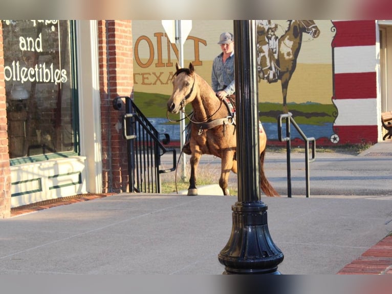 American Quarter Horse Castrone 9 Anni 150 cm Pelle di daino in Pilot Point TX