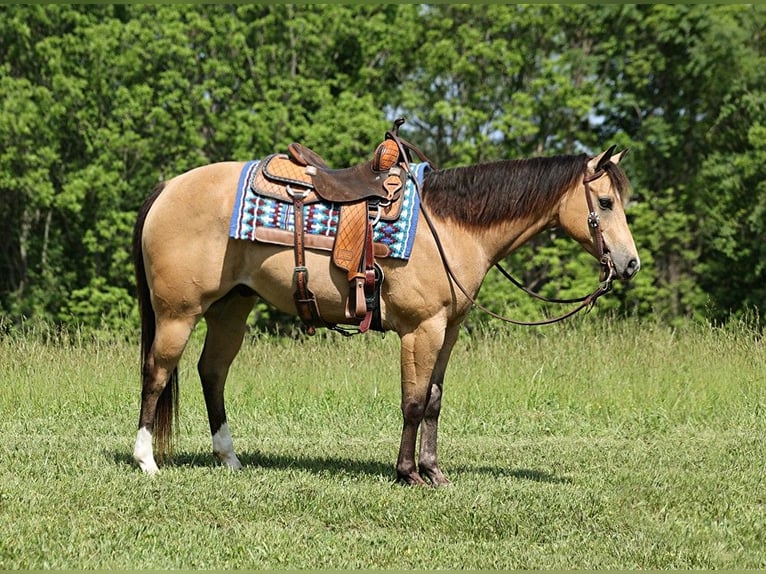 American Quarter Horse Castrone 9 Anni 150 cm Pelle di daino in Somerset Ky