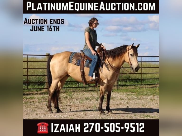 American Quarter Horse Castrone 9 Anni 150 cm Pelle di daino in Sonora KY