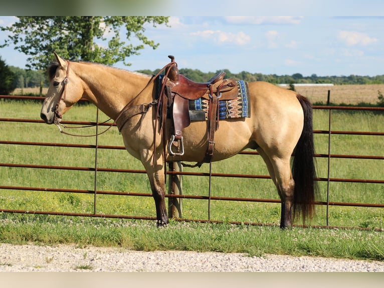 American Quarter Horse Castrone 9 Anni 150 cm Pelle di daino in Sonora KY