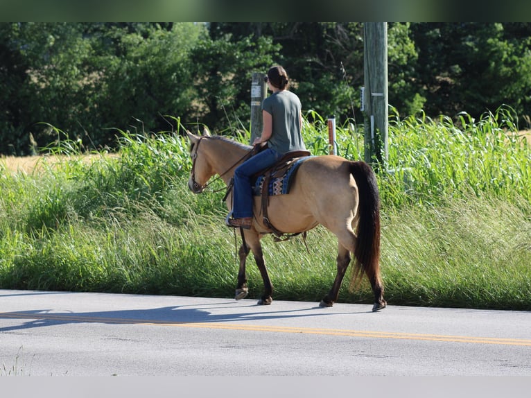 American Quarter Horse Castrone 9 Anni 150 cm Pelle di daino in Sonora KY