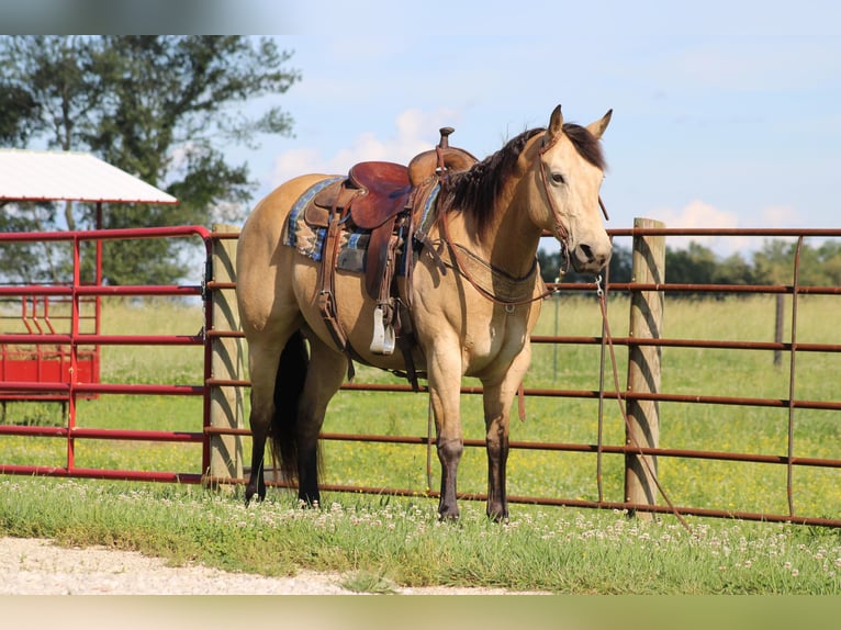 American Quarter Horse Castrone 9 Anni 150 cm Pelle di daino in Sonora KY