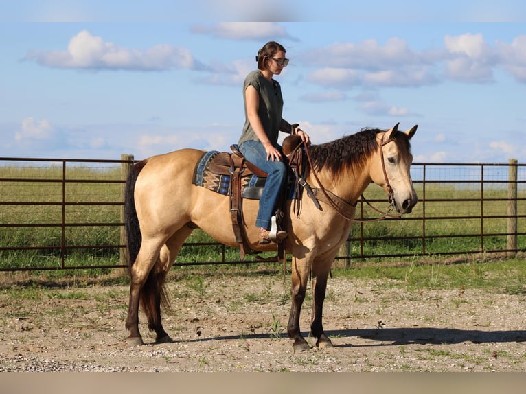 American Quarter Horse Castrone 9 Anni 150 cm Pelle di daino in Sonora KY