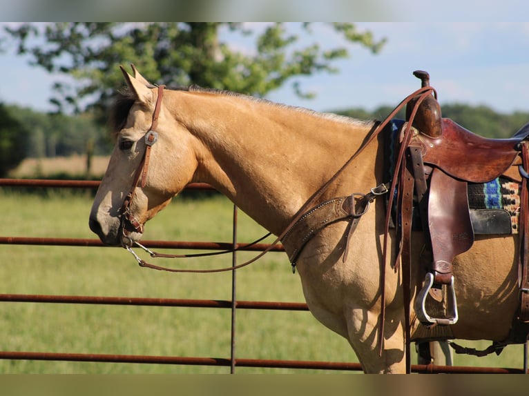 American Quarter Horse Castrone 9 Anni 150 cm Pelle di daino in Sonora KY