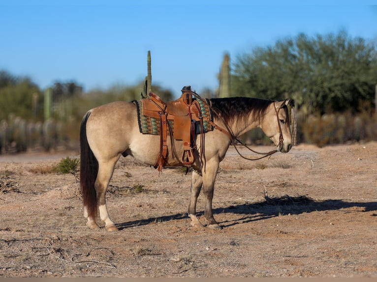 American Quarter Horse Castrone 9 Anni 150 cm Pelle di daino in Casa Grande, AZ