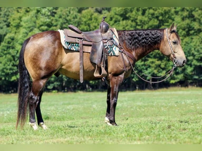 American Quarter Horse Castrone 9 Anni 150 cm Pelle di daino in Clarion, PA