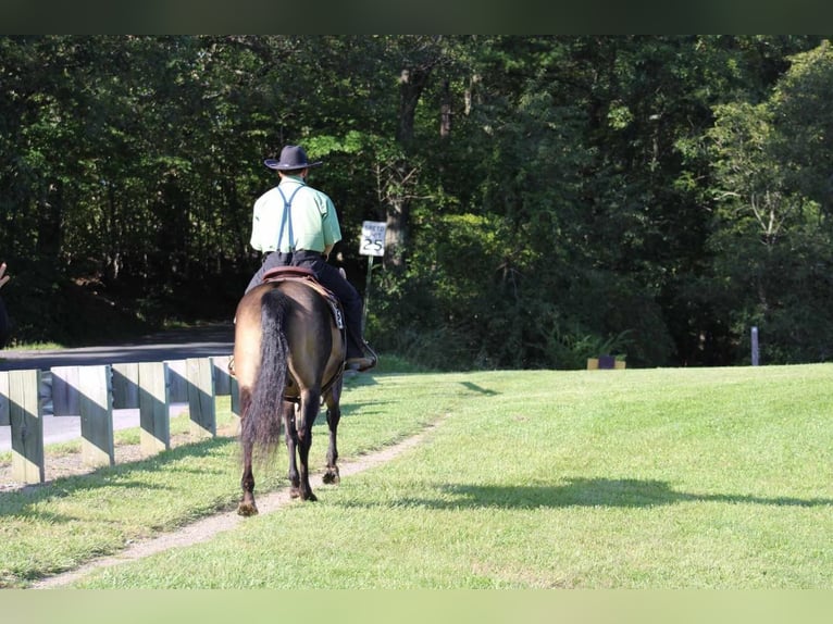 American Quarter Horse Castrone 9 Anni 150 cm Pelle di daino in Rebersburg, PA