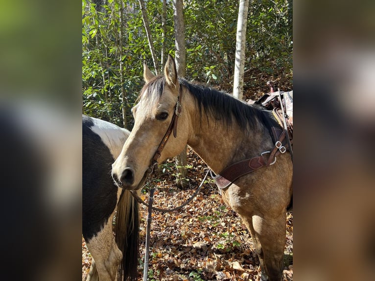 American Quarter Horse Castrone 9 Anni 150 cm Pelle di daino in Shippenville, PA