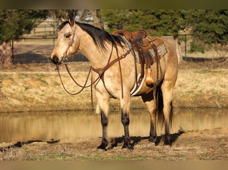 American Quarter Horse Castrone 9 Anni 150 cm Pelle di daino in Fort Worth TX