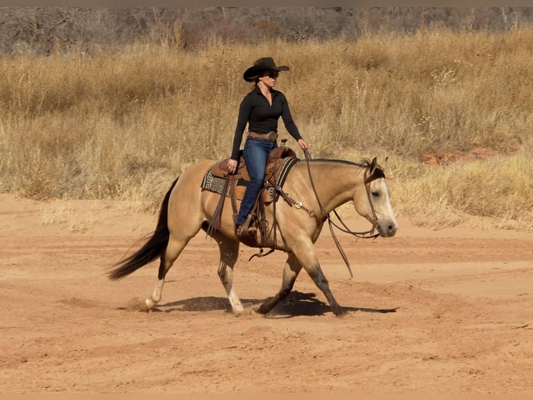 American Quarter Horse Castrone 9 Anni 150 cm Pelle di daino in Amarillo, TX