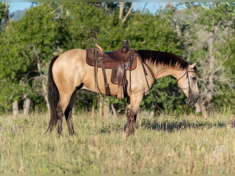American Quarter Horse Castrone 9 Anni 150 cm Pelle di daino in Lovell, WY