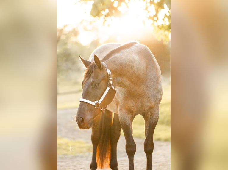 American Quarter Horse Castrone 9 Anni 150 cm Roano blu in Burscheid