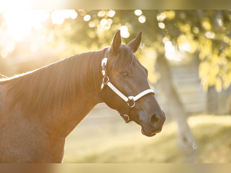 American Quarter Horse Castrone 9 Anni 150 cm Roano blu in Burscheid