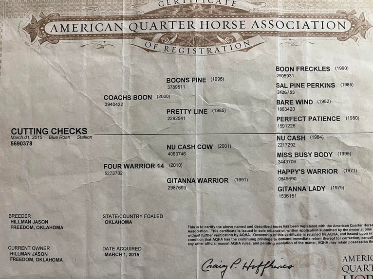 American Quarter Horse Castrone 9 Anni 150 cm Roano blu in River Falls WI