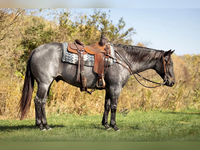 American Quarter Horse Castrone 9 Anni 150 cm Roano blu in River Falls WI
