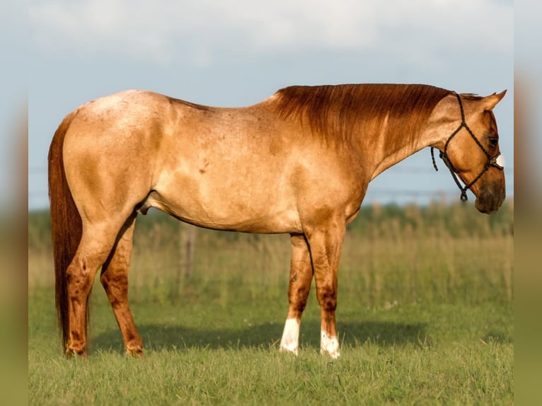 American Quarter Horse Castrone 9 Anni 150 cm Roano rosso in Joy, IL