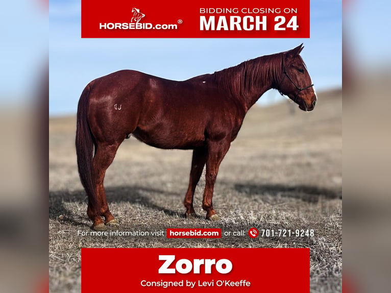 American Quarter Horse Castrone 9 Anni 150 cm Sauro ciliegia in Belle Fourche, SD