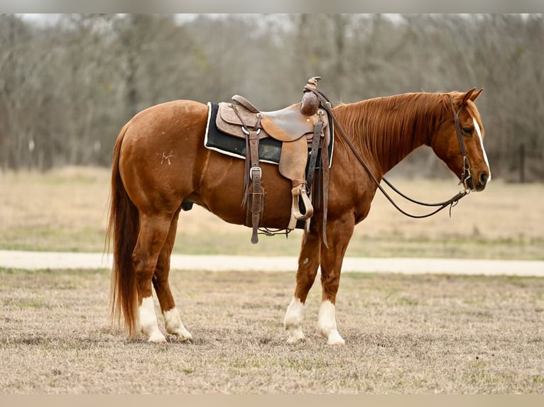 American Quarter Horse Castrone 9 Anni 150 cm Sauro ciliegia in Kilgore, TX